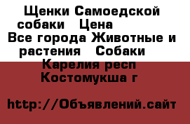 Щенки Самоедской собаки › Цена ­ 25 000 - Все города Животные и растения » Собаки   . Карелия респ.,Костомукша г.